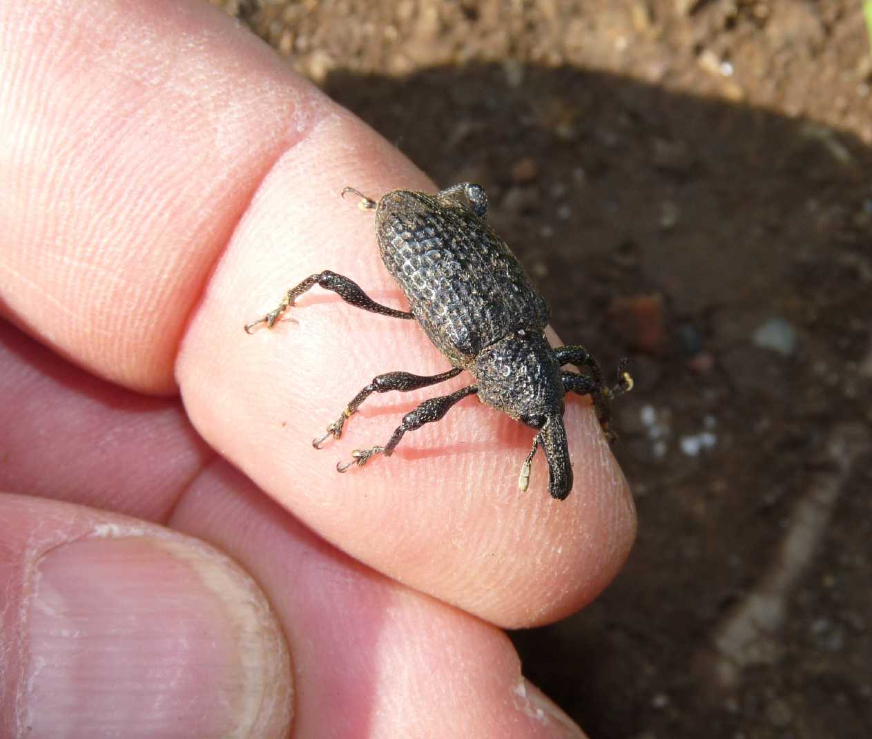 Grosso Curculionidae: Aclees taiwanensis